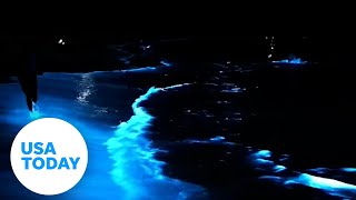 Rare bioluminescent algae lights up the ocean at night  USA TODAY [upl. by Bertasi]