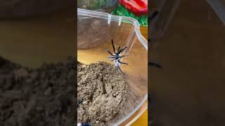 Socotra Island Blue Baboon Tarantula  夢幻巴布 公母一對 [upl. by Hollenbeck384]