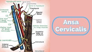 Ansa Cervicalis [upl. by Cairns]