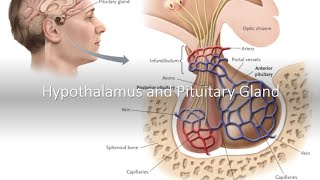 Hypothalamus and Pituitary Gland [upl. by Mccarthy]