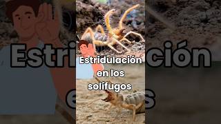 Estridulación en solífugos solifugae camelspider inofensivos sonidos fyp shorts defensivos [upl. by Akienom]