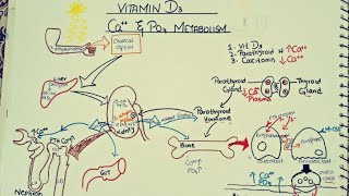 Endocrinologysynthesis of Vit D3Regulation of Calcium and phosphate ion [upl. by Duong]