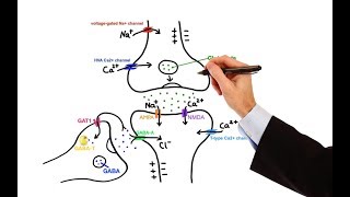 Pharmacology  ANTIEPILEPTIC DRUGS MADE EASY [upl. by Notyalc]