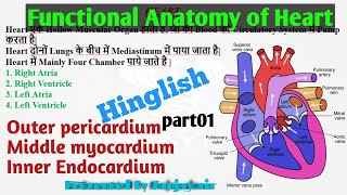 Heart क्या होता है ll What are The Heart Functional Anatomy of The Heart in हिंदी part01 [upl. by Cohlette]