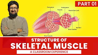 Structure of Skeletal Muscle Part 01  Hindi  Urdu [upl. by Ahsilef]