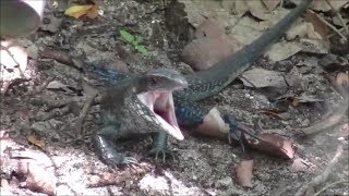 Pauly Nat Geo Wild  BLUE AMEIVA Lizards Feeding Pair [upl. by Fiora]