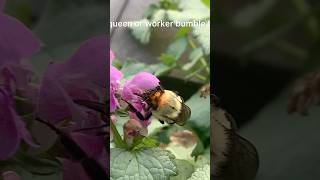 Giant Bumble bee Queen shortsfeedbumblebeehoneybeenature [upl. by Danica64]