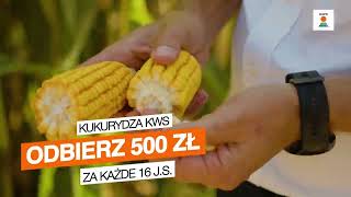 Najlepsze odmiany kukurydzy tylko od KWSđźŚ˝đź‘Ť [upl. by Eiknarf599]