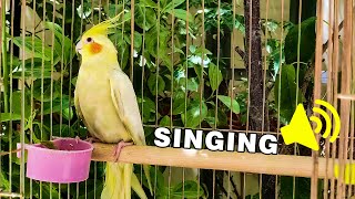 Mati cockatiel bird singing in nature 🦜 [upl. by Tare]