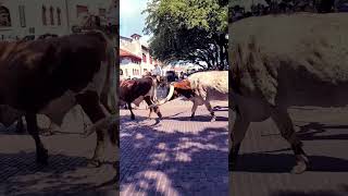 DAILY LONGHORN CATTLE PARADE [upl. by Dodd178]