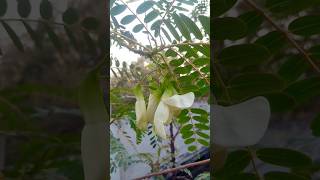 Agasti Sesbania Grandiflora Plant🌱🥰 shorts song trending flowers shots cokestudiobharat [upl. by Chantal]