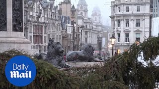 London Christmas Trafalgar square christmas tree  Christmas in london  December 2023 [upl. by Deny419]