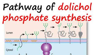 Dolichol phosphate synthesis pathway [upl. by Major66]