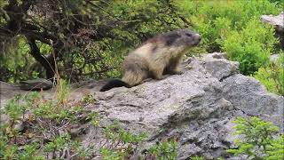 Marmottes 15  aprèsmidi tranquille sous le sapin [upl. by Oidale]