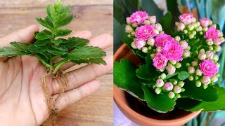 How to grow KALANCHOE plant from cuttings  Kalanchoe propagation [upl. by Atikel]