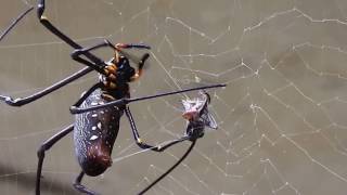 Big Spider vs Big Ant [upl. by Paresh]