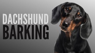 Dachshund Talking And Barking  Funny Dachshund Bark [upl. by Claribel]