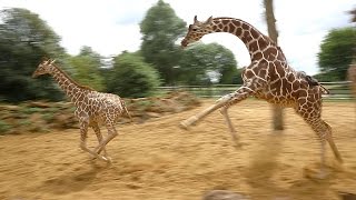 Giraffes walk gallop and play at ZSL Whipsnade Zoo [upl. by Nosydam299]