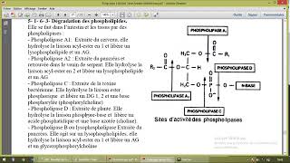 Métabolisme des lipides part 8 [upl. by Marchelle]