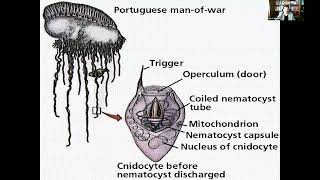 Lecture 11 An Introduction to Animal Diversity Acoelomates and Protostomes Part 2 [upl. by Alihs]