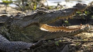 Realm Of The Mugger Crocodile  Nature Documentary [upl. by Sahc]