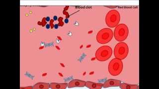 Staphylocccus aureus virulence factors [upl. by Eifos]