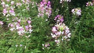 Plant Review Spider Plant Cleome hassleriana [upl. by Flossy]