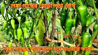 বুলেট লঙ্কা চাষ পদ্ধতি  লঙ্কা গাছের পাতা হলুদ হয়ে যাওয়ার কারণ প্রতিকার  Ami Krishak Bandhu [upl. by Avigdor]