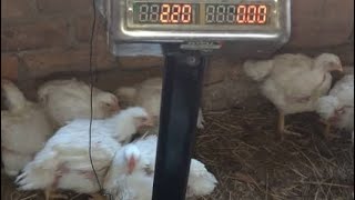 broilers chicken farming [upl. by Hselin141]