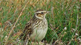 Wood lark Lullula arborea Πευκοτρασιήλα  Δεντροσταρήθρα  23112019 Athalassa Cyprus [upl. by Smoot]