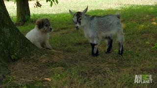 An Unlikely Pair Pipsqueak and Snowflake  Too Cute [upl. by Brottman]