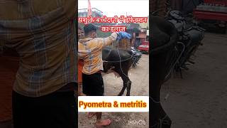 Treatment of Pyometra in cow amp buffalo treatment of metritis Treatment of uterine impaction [upl. by Nagram]