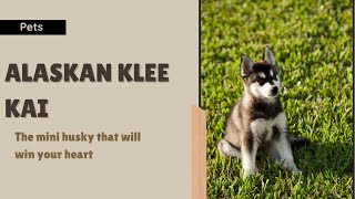 Meet the Alaskan Klee Kai the mini husky that will win your heart [upl. by Aryaz]