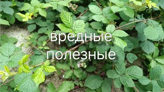 Как легко удалить дикую ежевику Польза Ronses или Rubus fruticosus [upl. by Primavera]