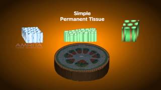 Plant Tissues  Class 9 Tutorial [upl. by Notluf]