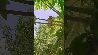 Red and Yellow Barbette🦜 🥰🤩 viralvideos birdslover [upl. by Yrbua578]