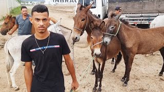 FEIRA DE CAVALOS EM CARUARUPE UMA DAS MELHORES FEIRAS DO NORDESTE BRASILEIRO 17012023nordeste [upl. by Negrom762]