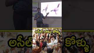 నెమలి ముక్కు కోడి ఎలా పుట్టింది  livestock farming chickenfarming [upl. by Zechariah260]