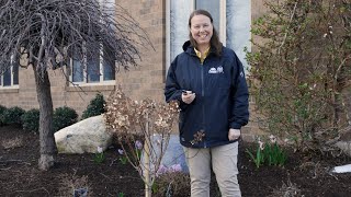 PETITTI  How to Prune Panicle Hydrangea Trees [upl. by Ogir888]