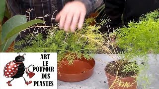 JardinageComment faire lentretien et arrosage des plantes vertes dintérieur [upl. by Luciano]