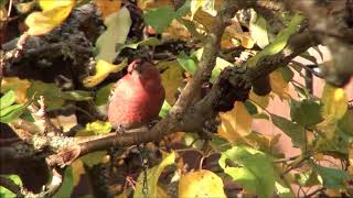 TallbitPine Grosbeak Pinicola enucleator Hovslätt Sm [upl. by Sjoberg755]