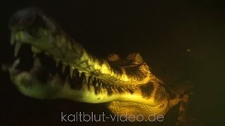 SundaGavial False Gharial Tomistoma Crocodile Buaya [upl. by Gurango81]