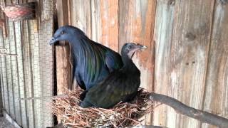 Nicobar Pigeons Colony [upl. by Skerl167]