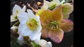 A rose name Helleborus  Christmas Rose [upl. by Maisie478]