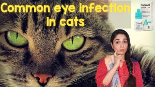 How i Treat a Kitten or Cat Eye Infection at Home  Persian cat eyes problem DrHira Saeed [upl. by Assi]