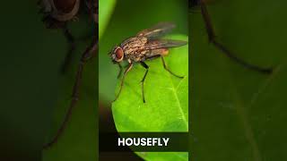 Learn Arthropodcicida housefly spider scorpio animals arthropods ytshorts ytvideo learning [upl. by Lacy]