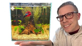 How to Set Up a Betta Fish Tank  Step by Step [upl. by Niessuh]