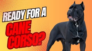 Discover the Fascinating Cane Corso The Ultimate Guard Dog and Companion [upl. by Kire554]