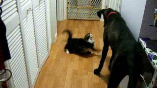 10lb Cat Shows Great Dane Whos Boss [upl. by Skip]