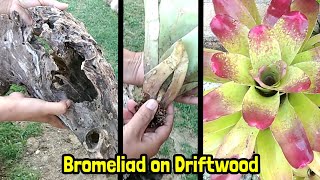 How to Plant Bromeliads on Driftwood by Anak Bukid [upl. by Ivanna263]